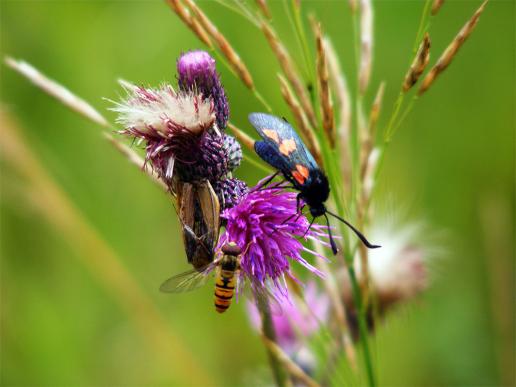 2012-07-dhb-Blutstru00f6pfchen - Odenwald