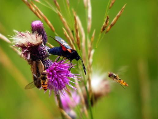 2012-07-dhc-Blutstru00f6pfchen - Odenwald