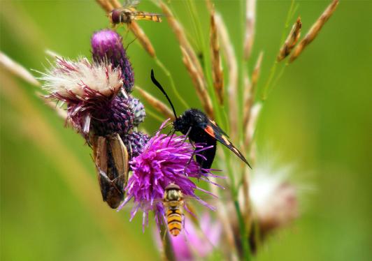 2012-07-dhd-Blutstru00f6pfchen - Odenwald