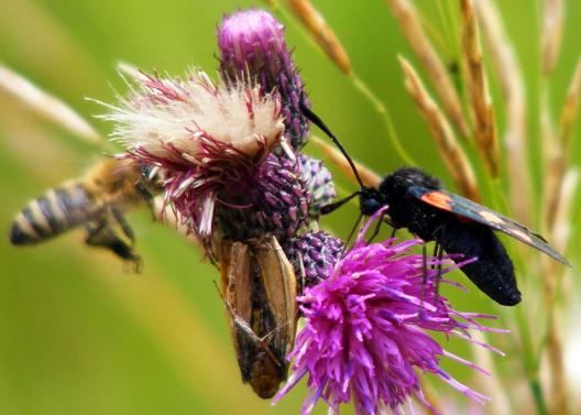 2012-07-dhe-Blutstru00f6pfchen - Odenwald