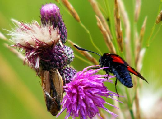 2012-07-dhf-Blutstru00f6pfchen - Odenwald