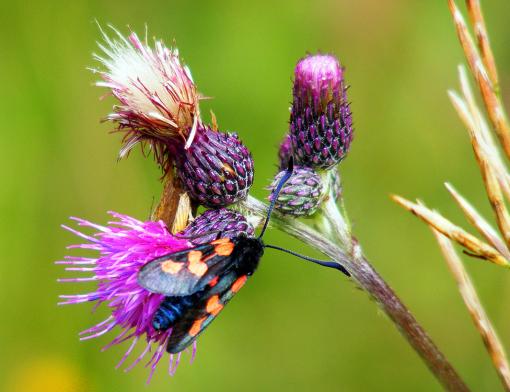 2012-07-dhg-Blutstru00f6pfchen - Odenwald