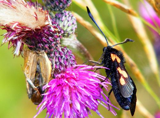 2012-07-dhh-Blutstru00f6pfchen - Odenwald