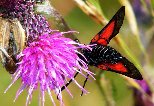 2012-07-dhi-Blutstru00f6pfchen - Odenwald