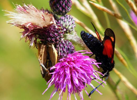 2012-07-dhm-Blutstru00f6pfchen - Odenwald