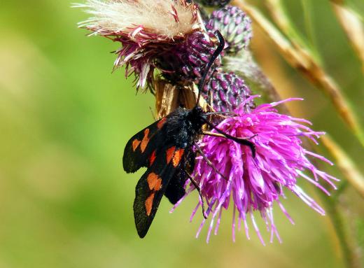 2012-07-dho-Blutstru00f6pfchen - Odenwald