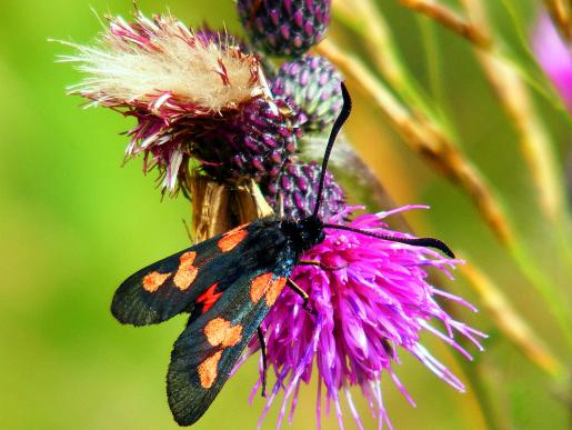 2012-07-dhp-Blutstru00f6pfchen - Odenwald