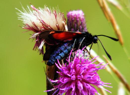 2012-07-dhq-Blutstru00f6pfchen - Odenwald