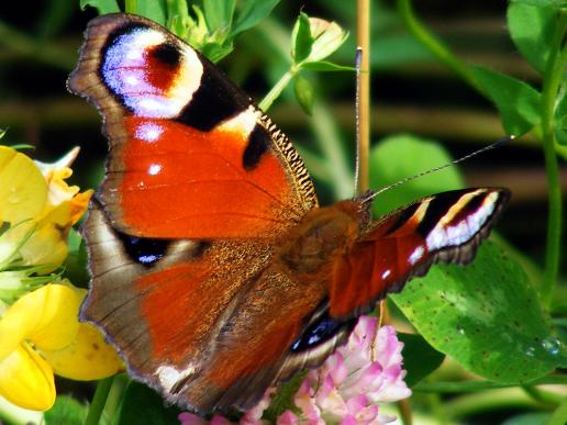 2012-07-dka-Tagpfauenauge - Odenwald