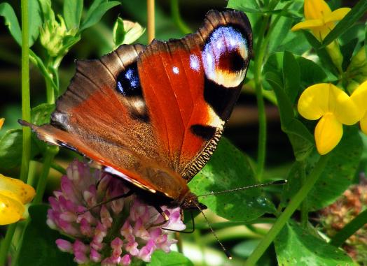 2012-07-dkb-Tagpfauenauge - Odenwald