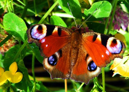 2012-07-dkd-Tagpfauenauge - Odenwald