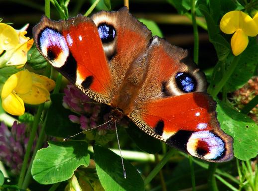 2012-07-dke-Tagpfauenauge - Odenwald