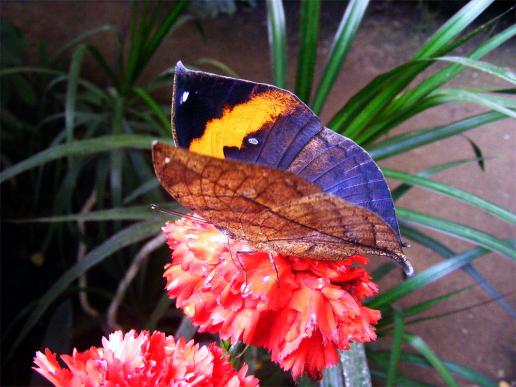 2012-08-0877-Schmetterlingspark - Klütz bei Boltenhagen / Ostsee