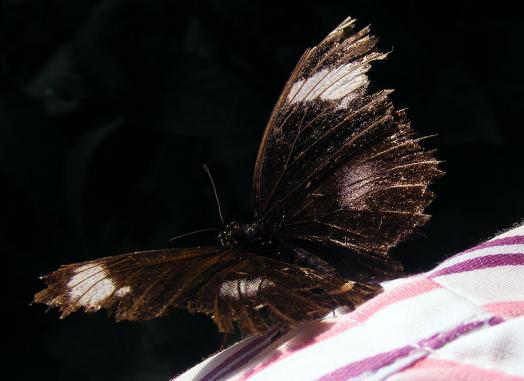 2012-08-0878-Schmetterlingspark - Klütz bei Boltenhagen / Ostsee