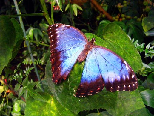 2012-08-0884-Schmetterlingspark - Klütz bei Boltenhagen / Ostsee - Himmelsfalter