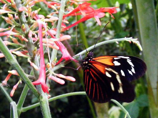 2012-08-0887-Schmetterlingspark - Klütz bei Boltenhagen / Ostsee - Tigerfalter