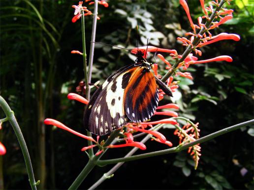 2012-08-0890-Schmetterlingspark - Klütz bei Boltenhagen / Ostsee - Tigerfalter