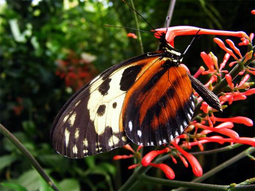 2012-08-0891-Schmetterlingspark - Klütz bei Boltenhagen / Ostsee - Tigerfalter