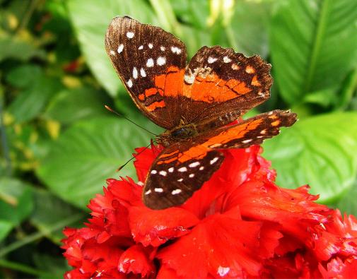 2012-08-0897-Schmetterlingspark - Klütz bei Boltenhagen / Ostsee