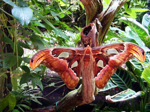 2012-08-0905-Schmetterlingspark - Klütz bei Boltenhagen / Ostsee - Atlasseidenspinner