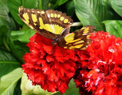 2012-08-0907-Schmetterlingspark - Klütz bei Boltenhagen / Ostsee