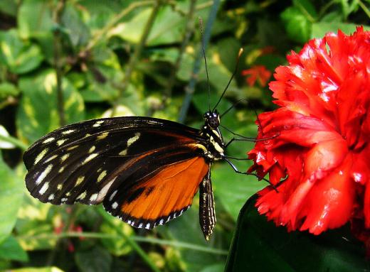 2012-08-0909-Schmetterlingspark - Klütz bei Boltenhagen / Ostsee - Monarch