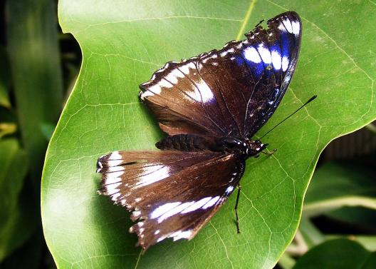 2012-08-0910-Schmetterlingspark - Klütz bei Boltenhagen / Ostsee