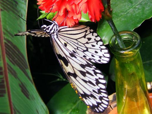 2012-08-0912-Schmetterlingspark - Klütz bei Boltenhagen / Ostsee - Weiße Baumnymphe