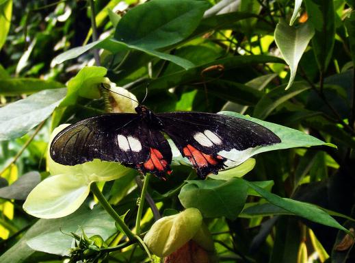 2012-08-0914-Schmetterlingspark - Klütz bei Boltenhagen / Ostsee