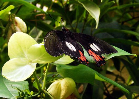 2012-08-0915-Schmetterlingspark - Klütz bei Boltenhagen / Ostsee