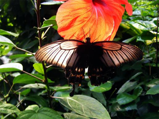 2012-08-0918-Schmetterlingspark - Klütz bei Boltenhagen / Ostsee - Mormone