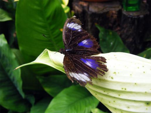 2012-08-0919-Schmetterlingspark - Klütz bei Boltenhagen / Ostsee