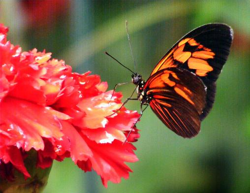 2012-08-0920-Schmetterlingspark - Klütz bei Boltenhagen / Ostsee - Monarch