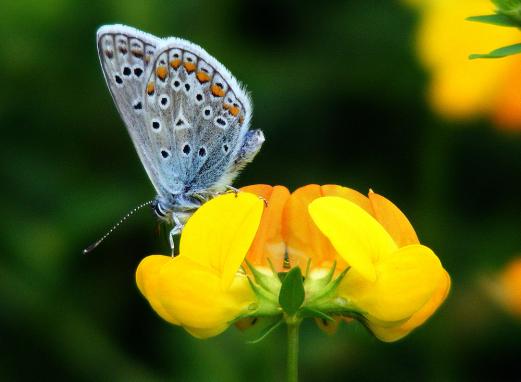 2012-08-bj-Blu00e4uling - Odenwald