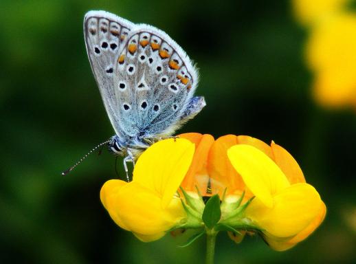 2012-08-bja-Blu00e4uling - Odenwald