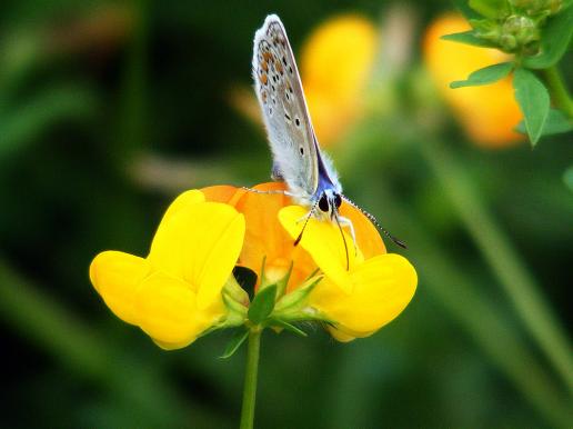 2012-08-bjb-Blu00e4uling - Odenwald