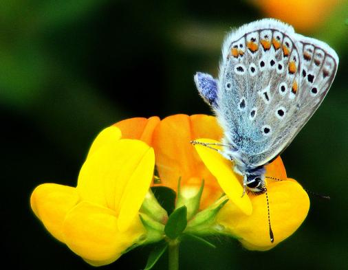 2012-08-bjc-Blu00e4uling - Odenwald