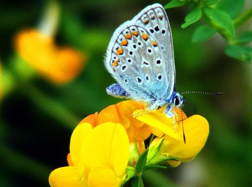 2012-08-bjd-Blu00e4uling - Odenwald