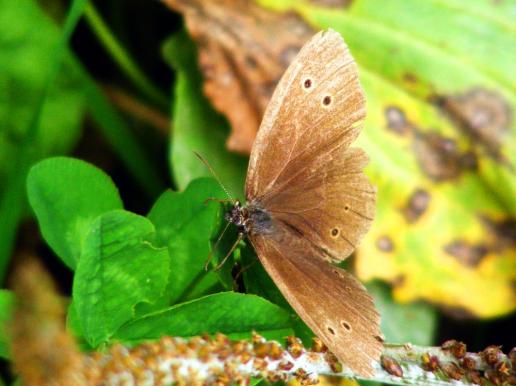 2012-08-bm-Waldbrettspiel - Odenwald