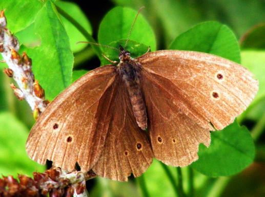 2012-08-bma-Waldbrettspiel - Odenwald