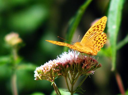 2012-08-boe-Perlmutterfalter - Odenwald