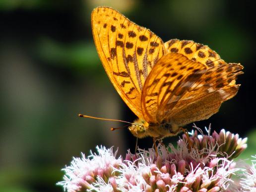 2012-08-boec-Perlmutterfalter - Odenwald