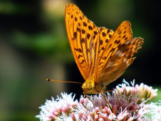 2012-08-boed-Perlmutterfalter - Odenwald