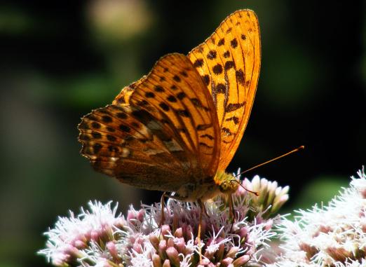 2012-08-boee-Perlmutterfalter - Odenwald