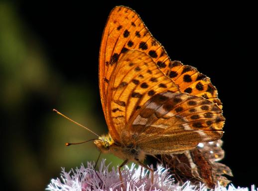 2012-08-boef-Perlmutterfalter - Odenwald