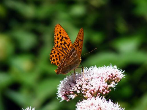 2012-08-boeh-Perlmutterfalter - Odenwald