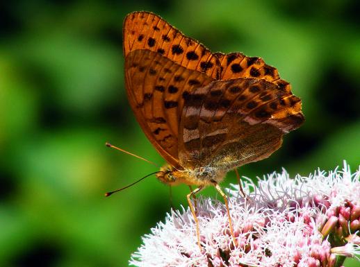 2012-08-boei-Perlmutterfalter - Odenwald