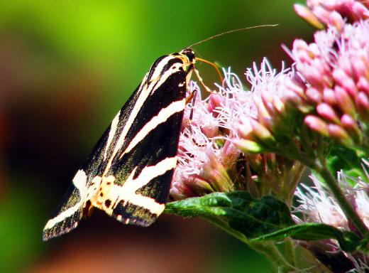 2012-08-boem-Russischer Bu00e4r - Odenwald