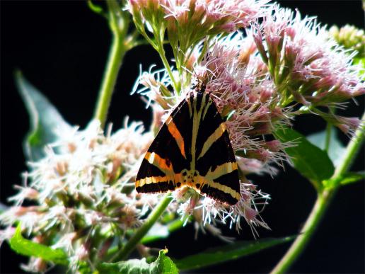 2012-08-boenb-Russischer Bu00e4r - Odenwald