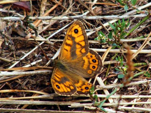 2012-09-bab-Schmetterling